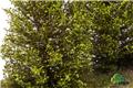 Grand buisson vert clair 10-12 cm