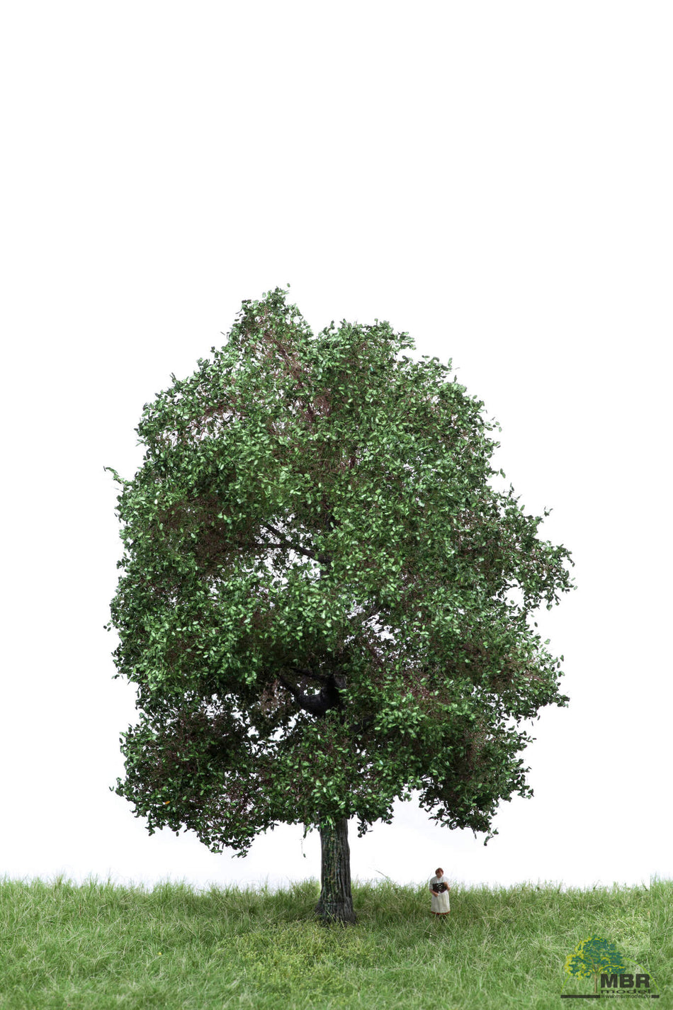 Chêne en été