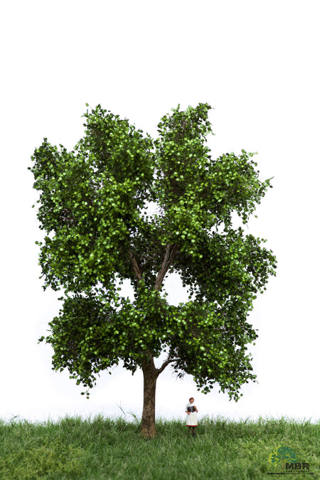 Platane en été