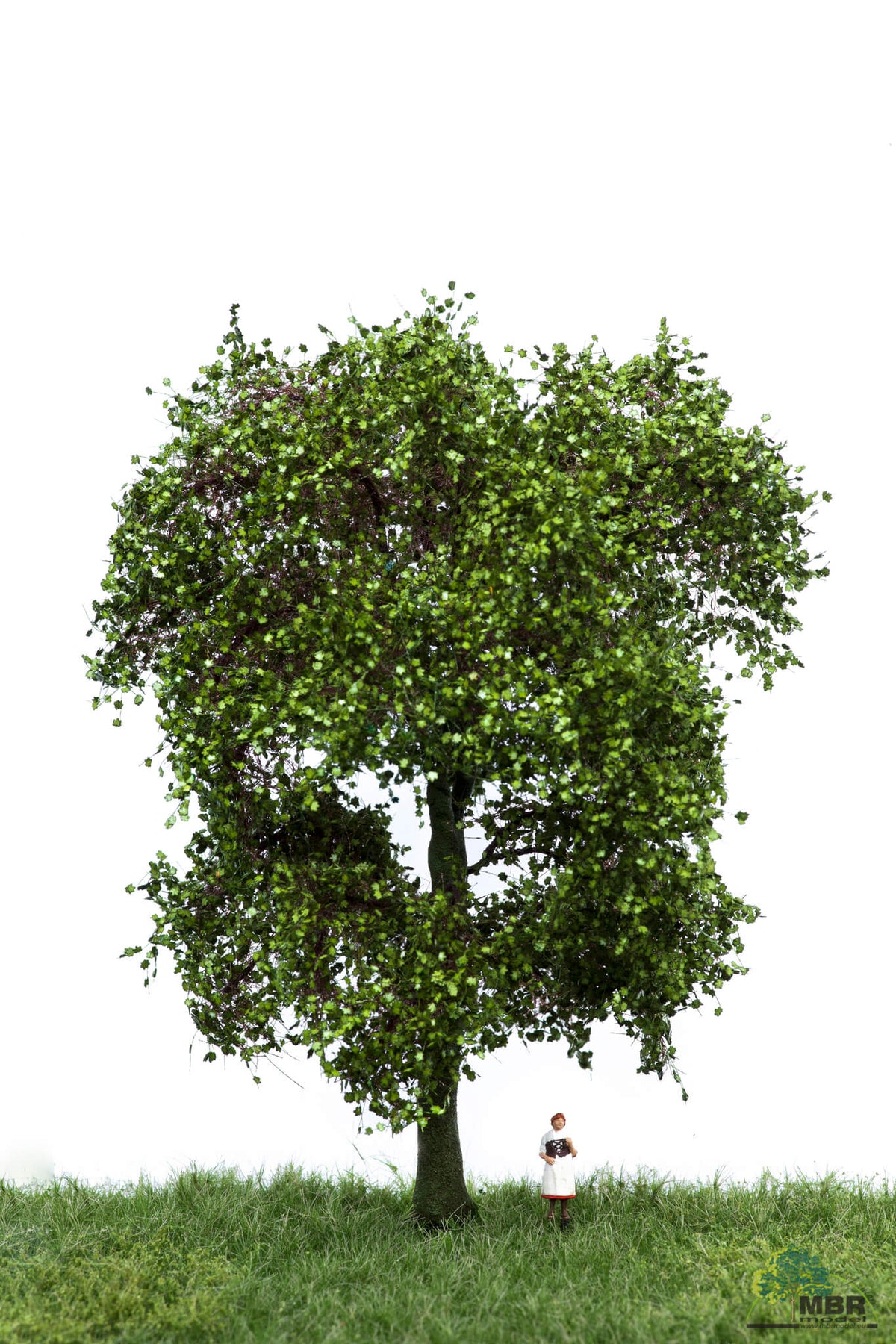 Erable en été