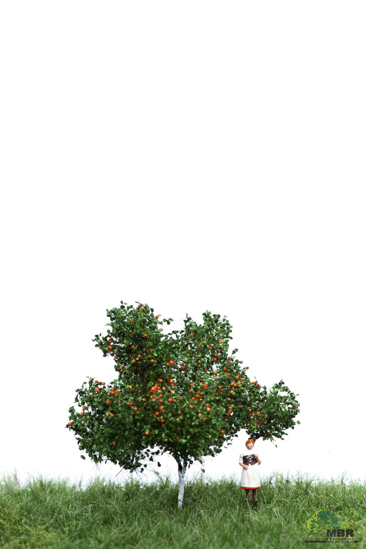 Pommier avec fruits en été