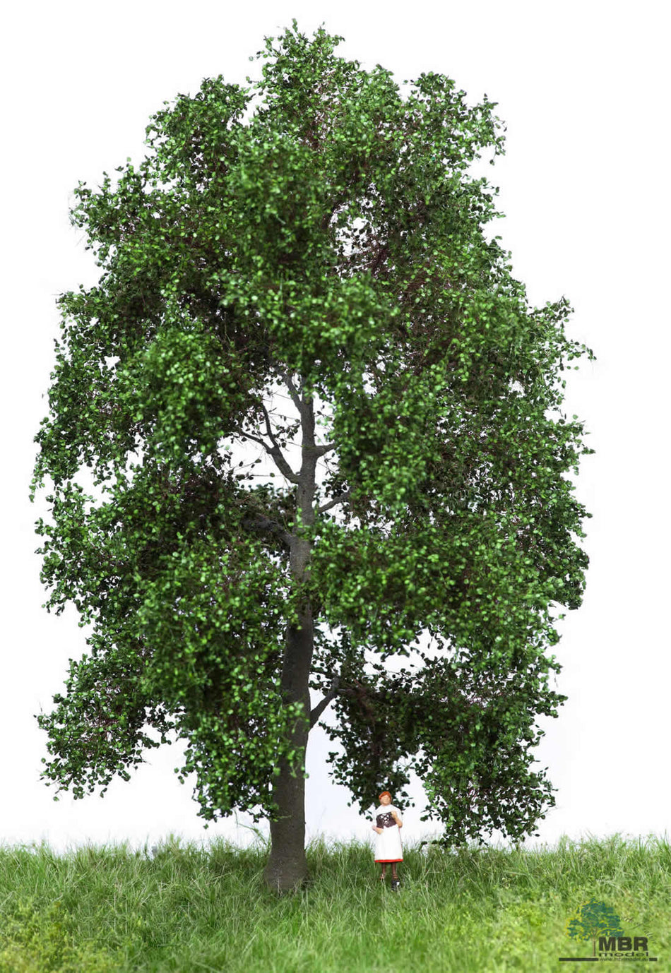 Hêtre en été