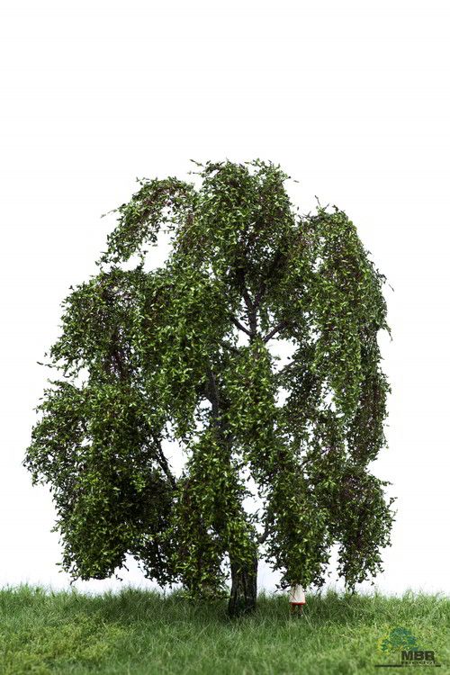 Saule pleureur en été