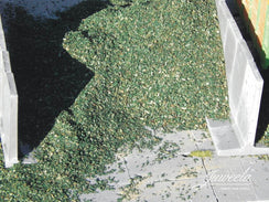 Ensilage de mais vert (0)