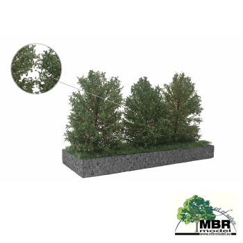 Grand buisson vert foncé, 7-11 cm