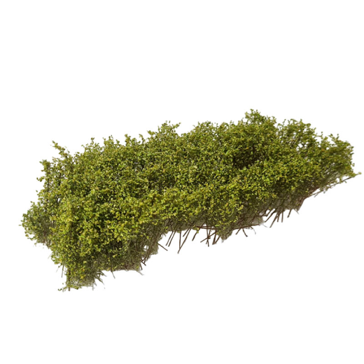 Arbustes pour haie, vert clair, 3-4 cm