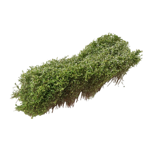 Arbustes pour haie, floraison blanche, 3-4 cm
