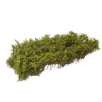 Arbustes pour haie, vert clair, 3-4 cm