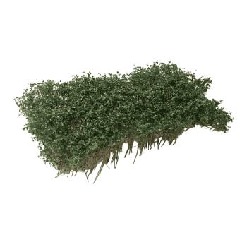 Arbustes pour haie, vert foncé, 3-4 cm