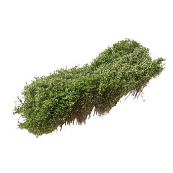 Arbustes pour haie, floraison blanche, 3-4 cm