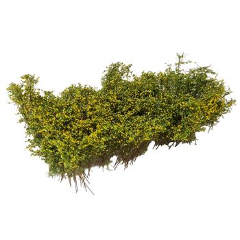 Arbustes pour haie, floraison jaune, 3-4 cm