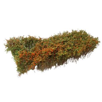Arbustes pour haie, floraison rose, 3-4 cm